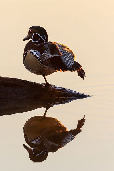 Wood Duck (Aix sponsa) male on log stretching in wetland at sunrise-Marion County-Illinois